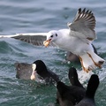 Gulls, Black Sea coast, Trabzon, Turkey